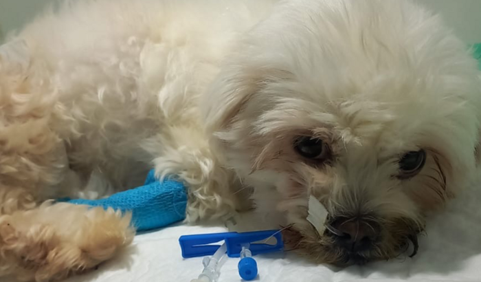 Me ajudem a salvar a vida da Madalena.