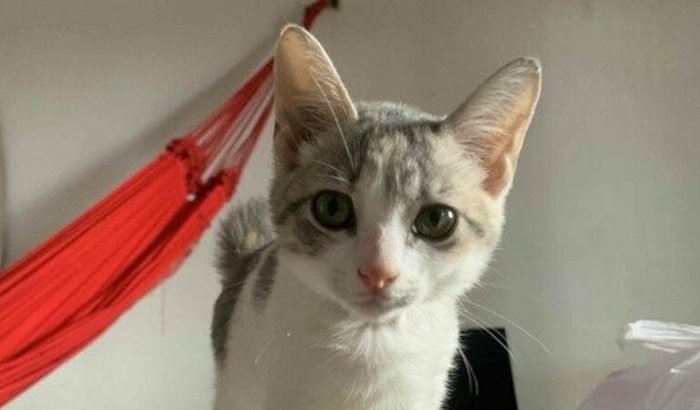 Ajude a pequena Marie