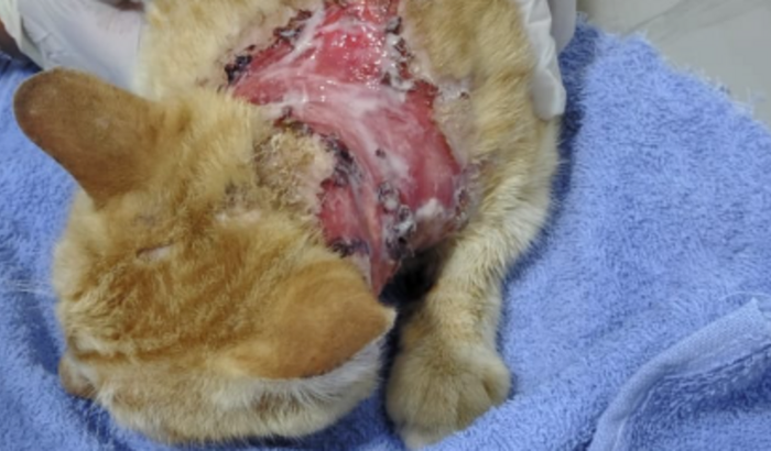 AJUDA URGENTE PARA GATINHO AGREDIDO COM AGUA QUENTE