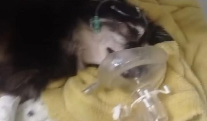 Ajuda a tikinha a sobreviver