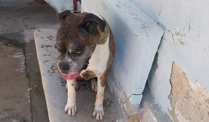 Cadela Luna Pede Socorro