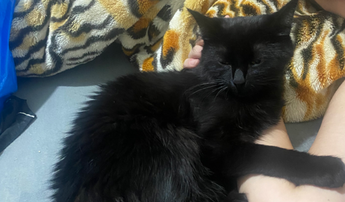 Ajude a pagar a cirurgia da Gamora