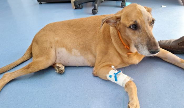 Ajude o Crispim no seu tratamento de Quimioterapia