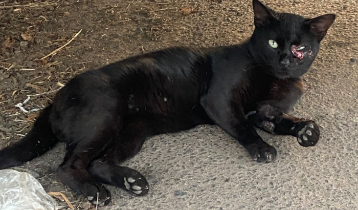 Todos pelo gatinho 🐈‍⬛ 