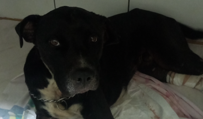 Tratamento do Sírius Black