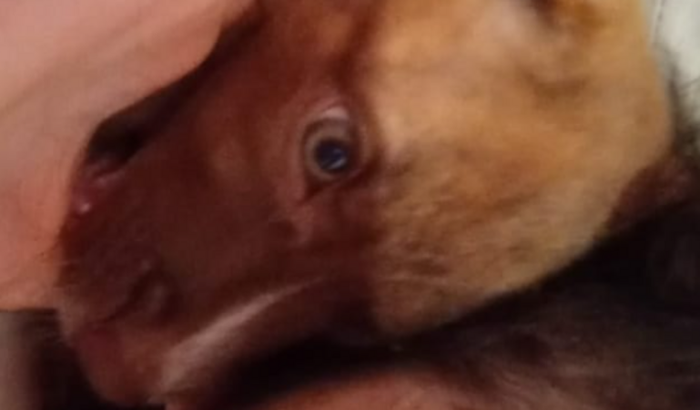 INTERNAÇÃO DE 3 CACHORROS PARVOVIROSE.