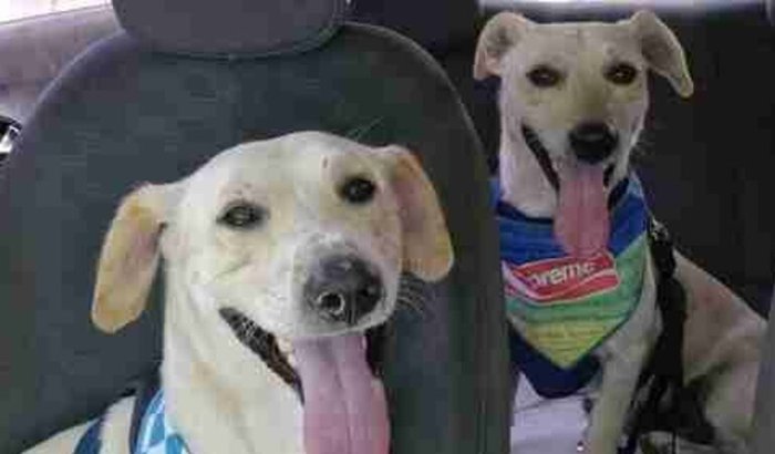 Castração TICO TECO 