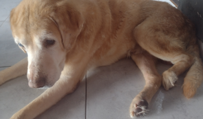 Ajude meu cachorro 🐕