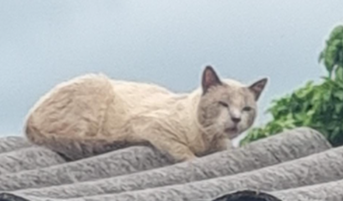 AJUDA PARA CUSTEAR O TRATAMENTO DO SHARK