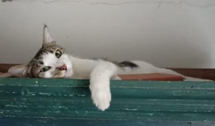 Florence, a gatinha com cálculo no ureter
