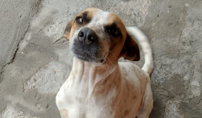 Trazer minha cachorra pra SP