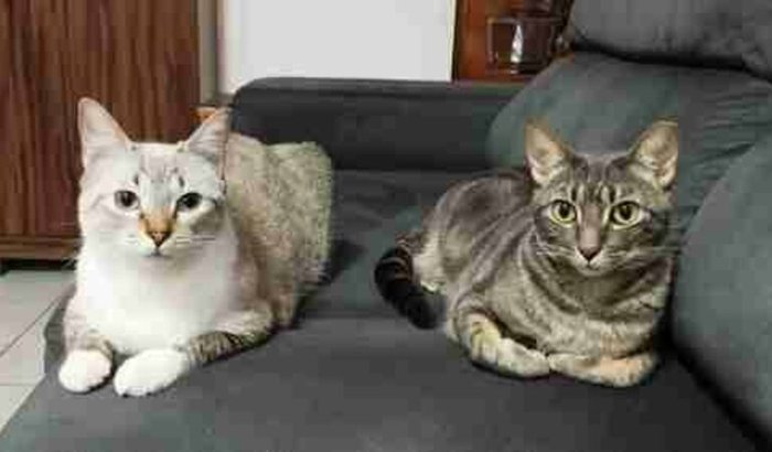 Juntos pela saúde de Baunilha e Lalique