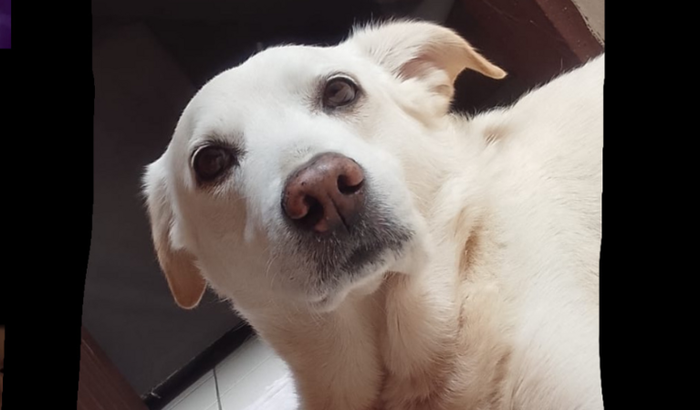 Ajuda no novo tratamento da Sophie