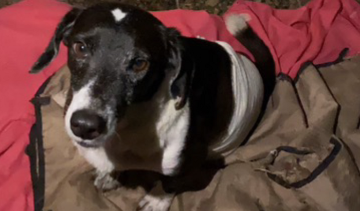 AJUDE O VOVÔ A VOLTAR A ANDAR