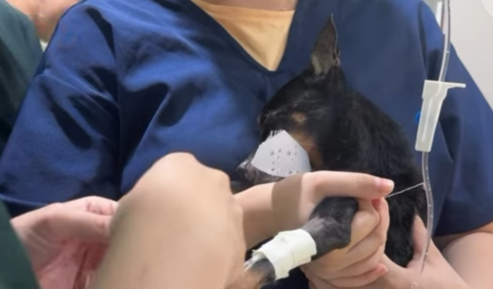 Ajude o Tarzan a continuar lutando!