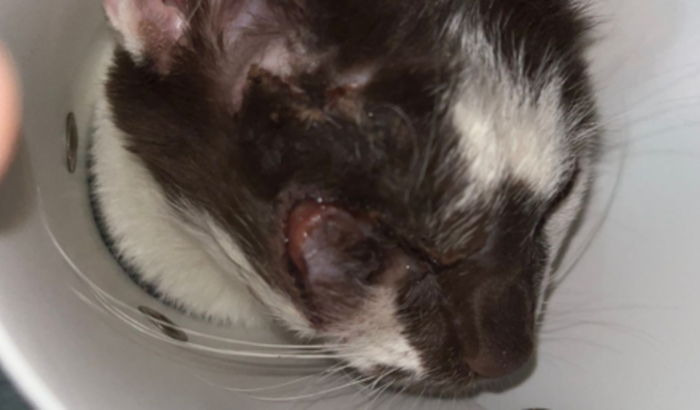 Todos pela gatinha Mel 