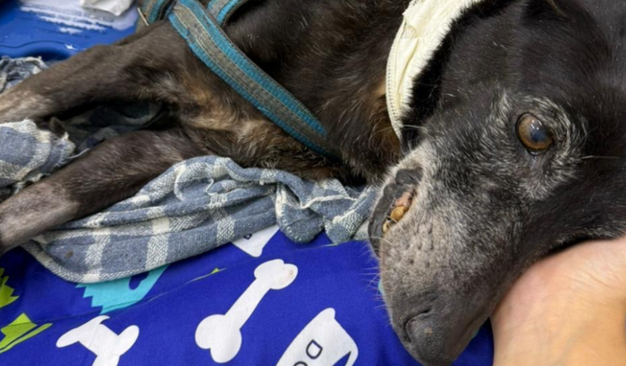 Ajude o negueba a curar do câncer