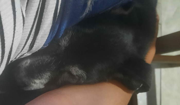 Cuidados veterinários