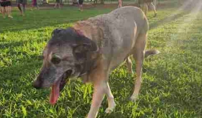 Ajude o Bife no tratamento contra o câncer!