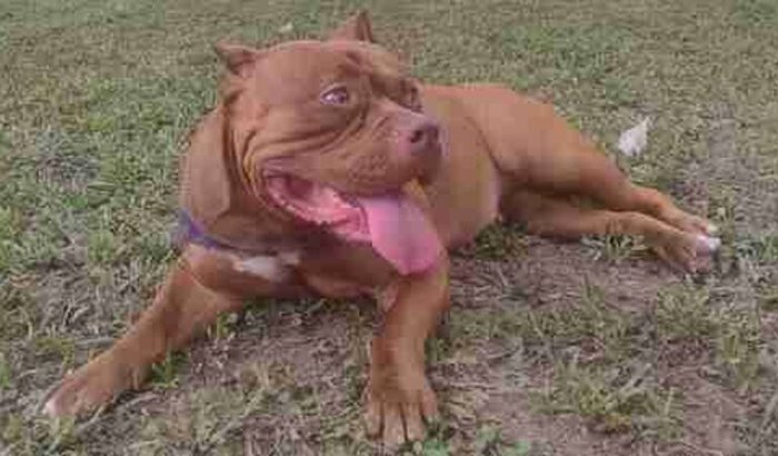 Ajuda para cirurgia das pernas da Ayla