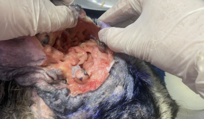 Cachorro resgatado da rua