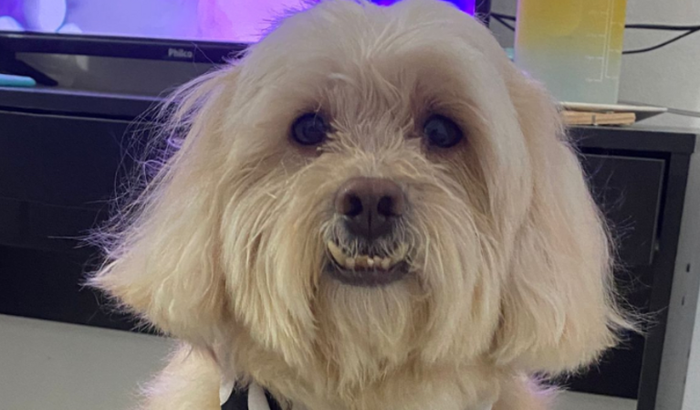 Ajude a Dar um Novo Coração ao Meu Melhor Amigo: Vaquinha para o Marca-Passo do Randry.