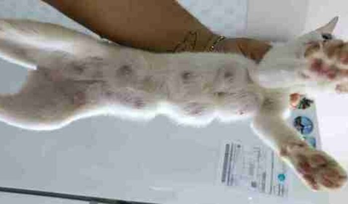 Ajude na cirurgia da nossa gatinha Rosa!