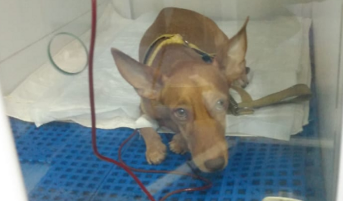 Ajudar a minha cachorrinha Lua