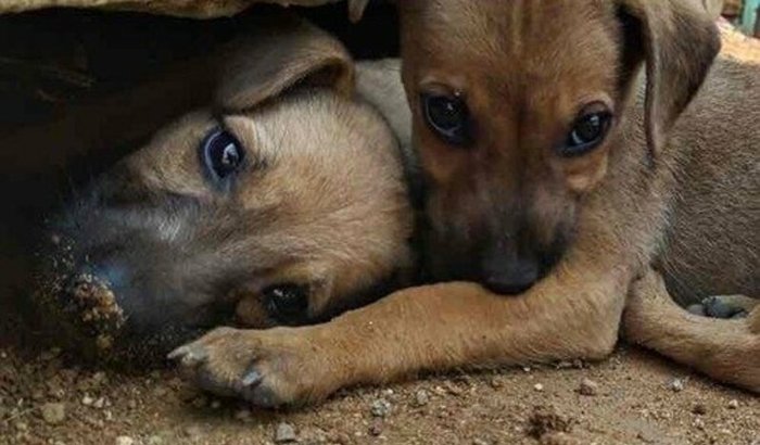 MÃOS QUE SALVAM PATAS 🐾