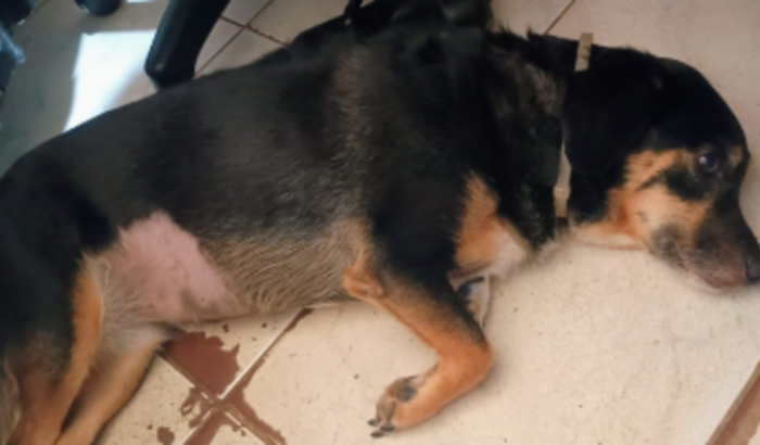 Ajude a Merry a Realizar Sua Cirurgia