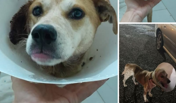 Animais resgatados, Clínica e ração 🐶