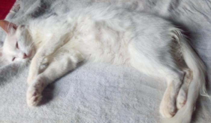 Ajude a salvar Luana Maria