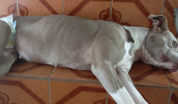 Salvar minha cachorrinha athena