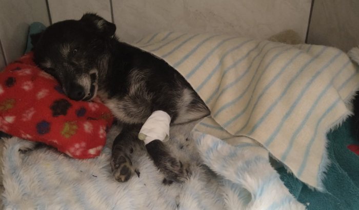 Siriús foi atropelado