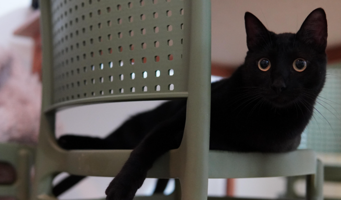 AJUDE GEO A FAZER SUA CIRURGIA