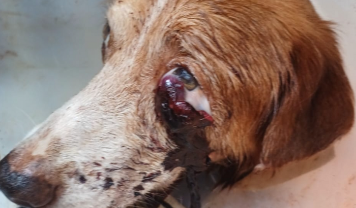 Salvar a vida do Toby (cachorro).