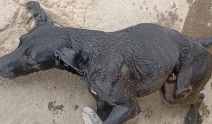 Ajuda para cirurgia de coluna do cachorro atropelado