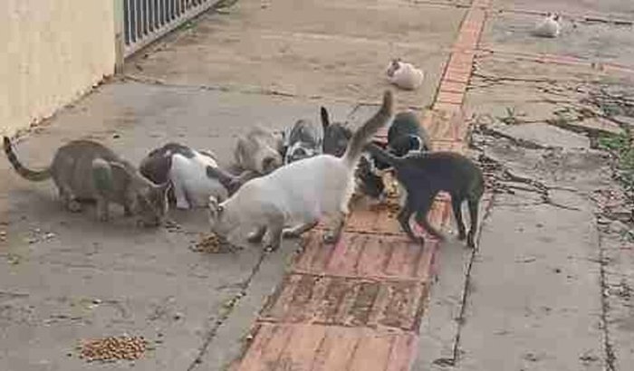 Ajude na Castração e Alimentação dos Gatos da Rua!
