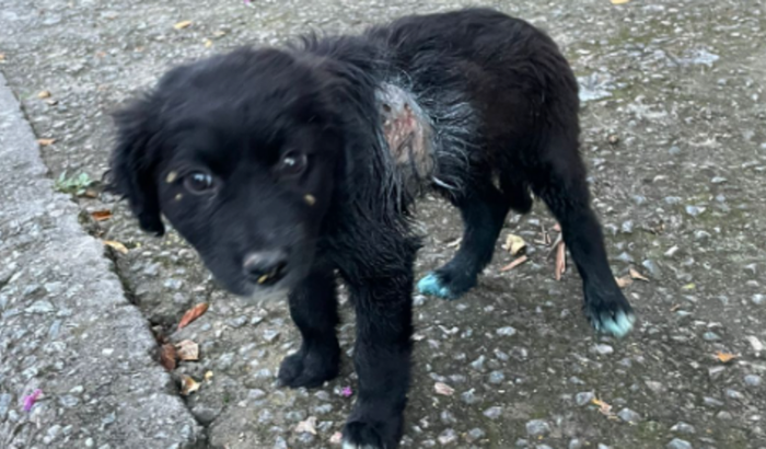 AJUDE A SALVAR A HOPE 