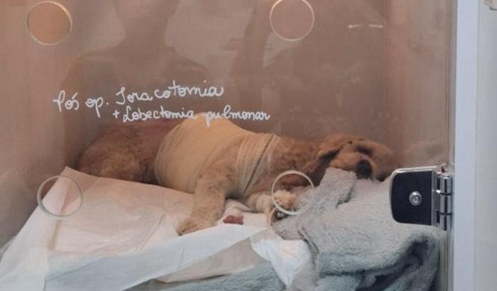 Ajude a Salvar o Toddy