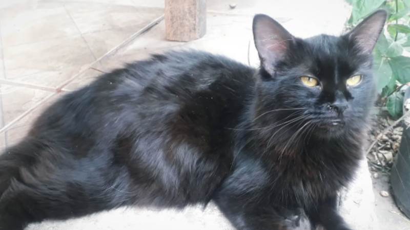 imagem da vaquinha me ajude a tratar da minha gata doente 
