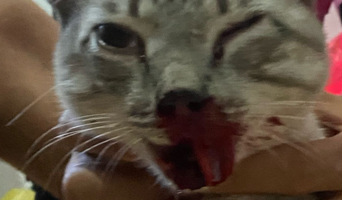 Cirurgia maxilar do Thomás