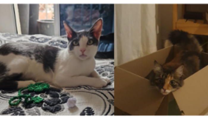 Salvando a vida de 2 gatinhos