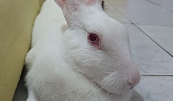 Ajude a Lolla a receber o tratamento que precisa!