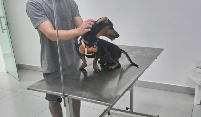 Salvem o Buddy e o Teddy 