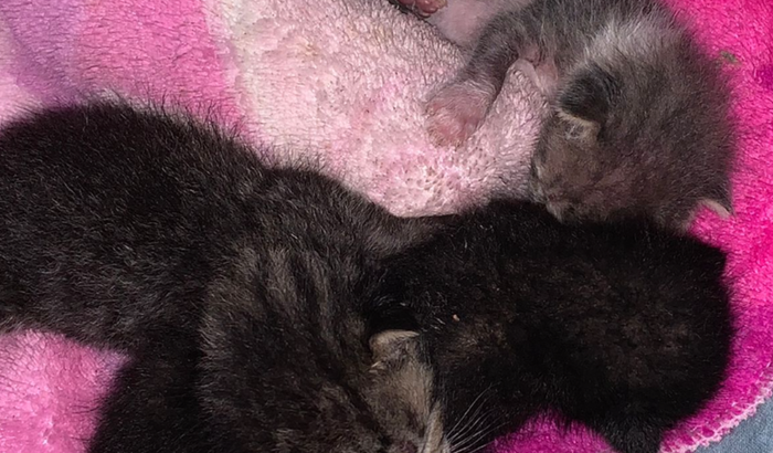 Leite próprio para Gatos abandonados