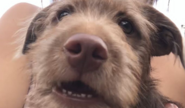 Ajuda Cirurgia Cachorrinho Spayk