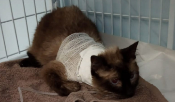 Ajuda na internação do meu gato Paçoca