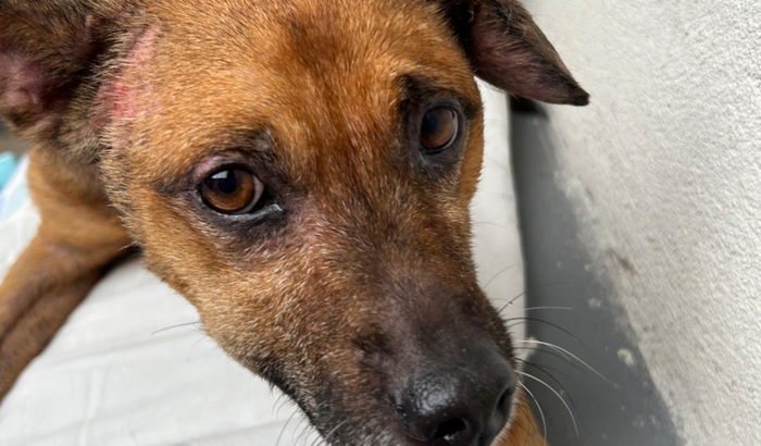 Arrecadação para tratamento do Otohematoma