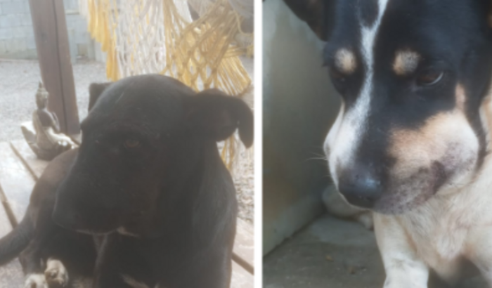 Ajuda para pagar a Vet Center Lola e Preta